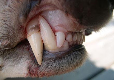 В Ухте бойцовская собака покусала ребенка