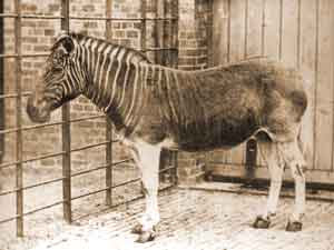 quagga.jpg