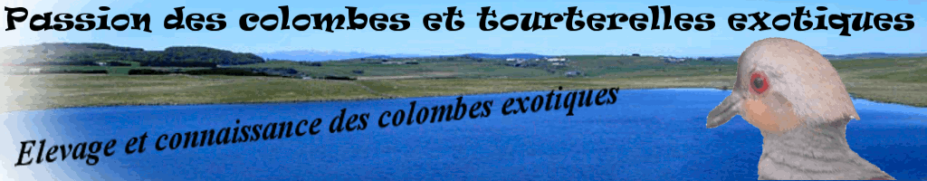 Passion des colombes et tourterelles exotiques