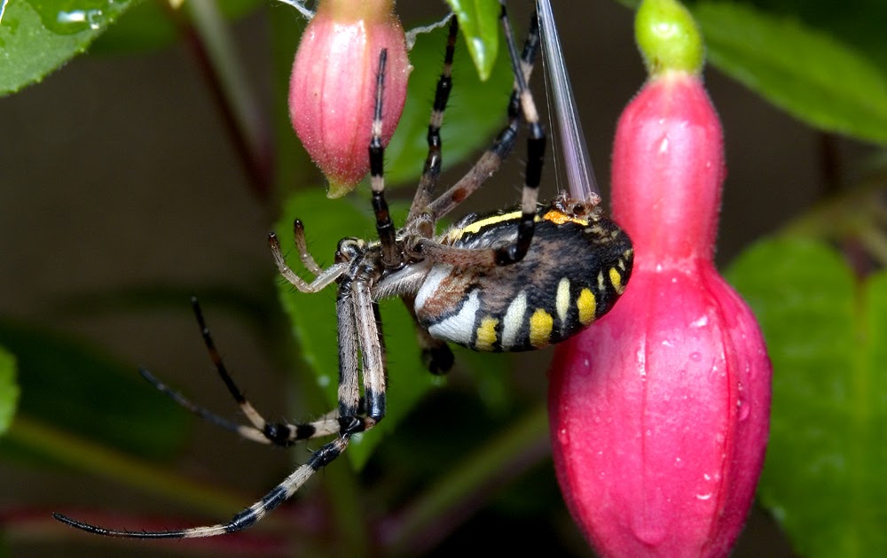 FOTOS IMPERFECTAS: Araña de jardin