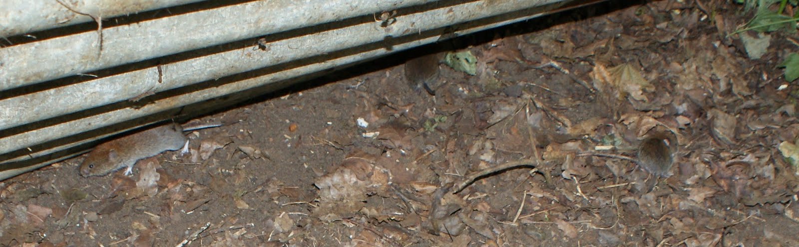 [DSC06186+-+Copy.JPG]
