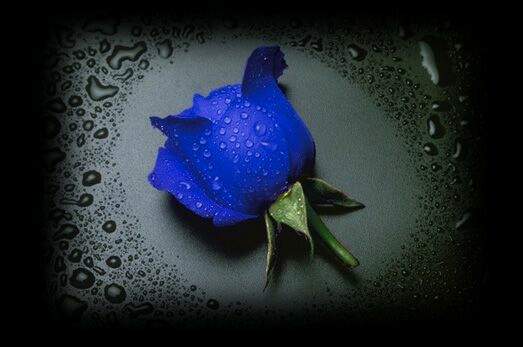 blue rose