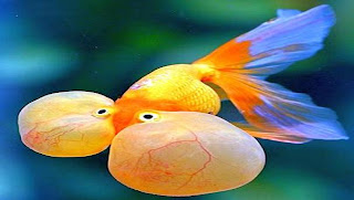 Bubble Eye Goldfish