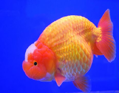 Lionchu - Goldfish Pictures