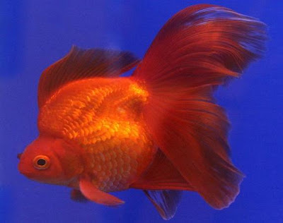 Red Ryukin Goldfish