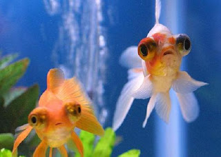 Telescope Eye Goldfish