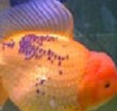 Black Spot - Goldfish Disease