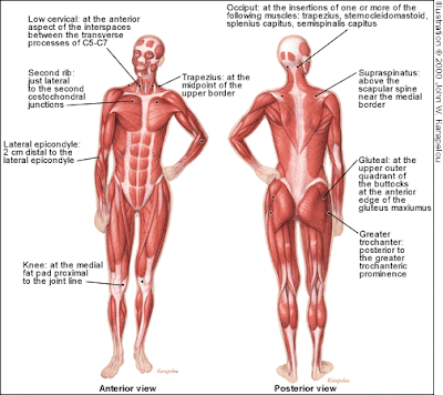 Body Diagram Muscles