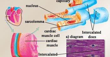 CARDIAC MUSCLE - Muscle System
