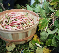 French Horticulture Beans