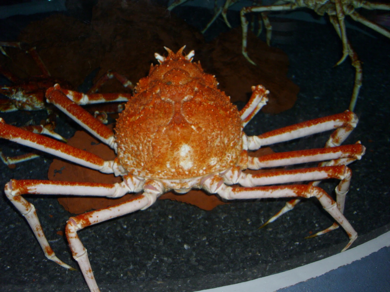 Quintlin's Animal Facts: Spider Crab