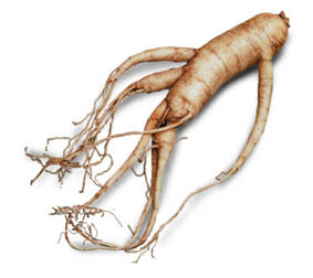Panax Ginseng Root