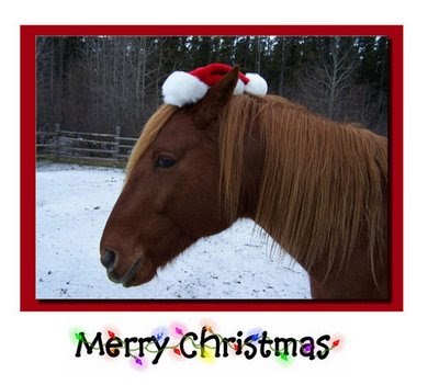 Stupid Funny Pics: Merry Christmas: Christmas Animal Pics