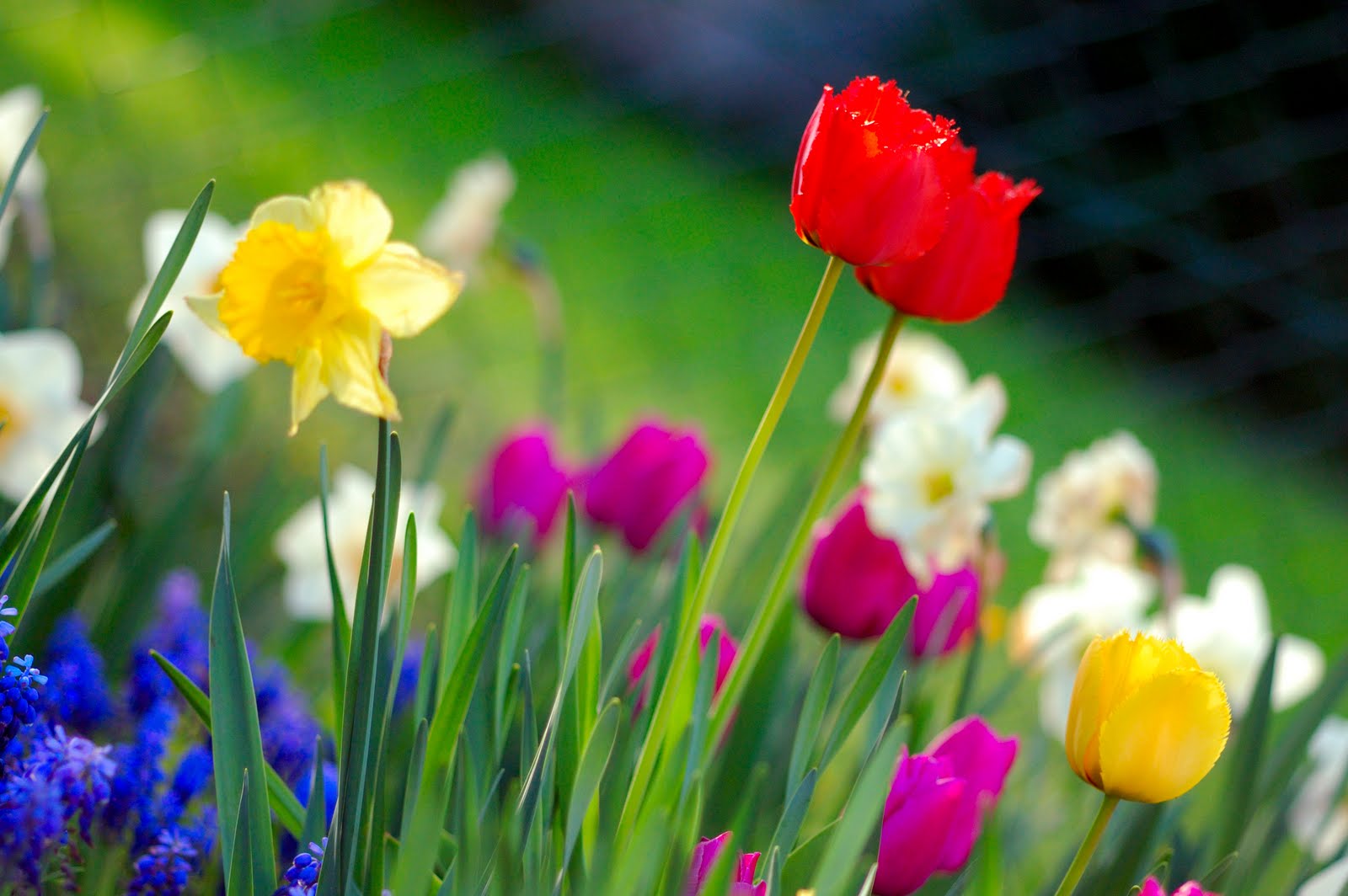 Spring Theme