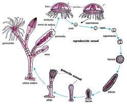 ciclo vital