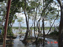 Bosque Petrificado