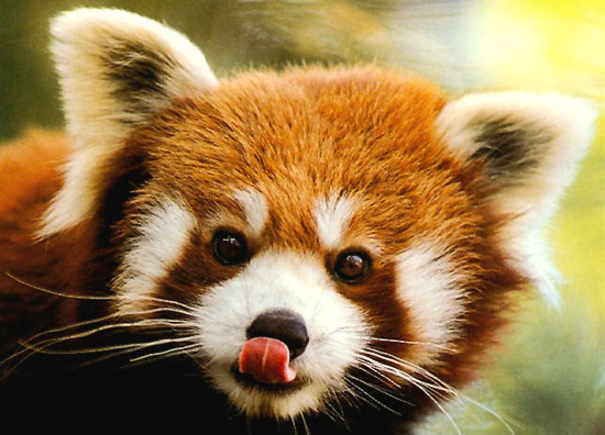 [panda+roux.jpg]