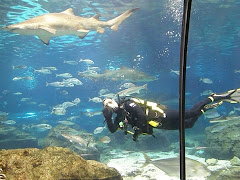 Buceando con tiburones