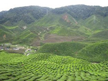 STEP IN CAMERON HIGHLAND