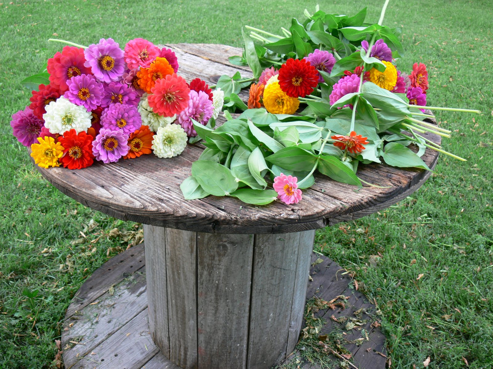 21st Century Odyssey Cutting zinnias.