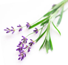 [lavander.jpg]