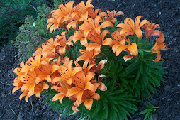 More lillies