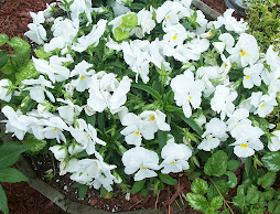 Pot of Pansies