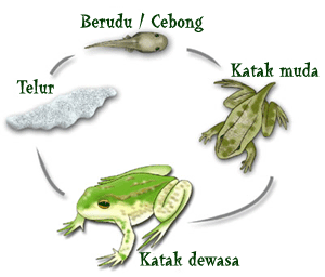 Pertumbuhan dan Perkembangan pada Hewan « CIety'n@wa_site….