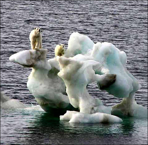 [polarbears.jpg]