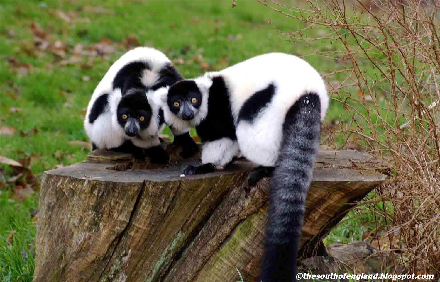 Port Lympne and Howletts exotic wild animals in the