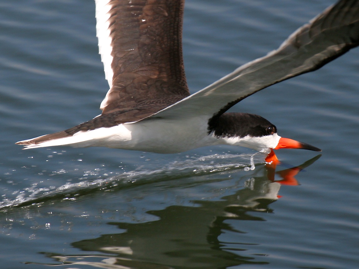 The Biologian Awesome AdaptationBlack Skimmer Beak