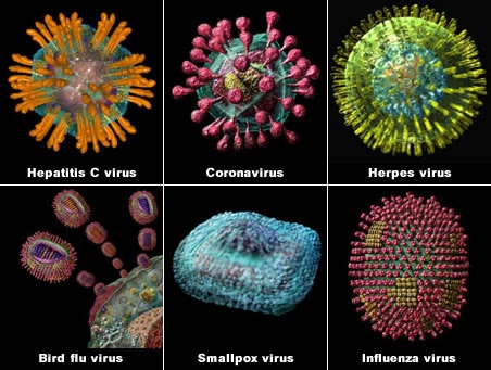 How Viruses Evolve to become a deadly one - Real Facts ...