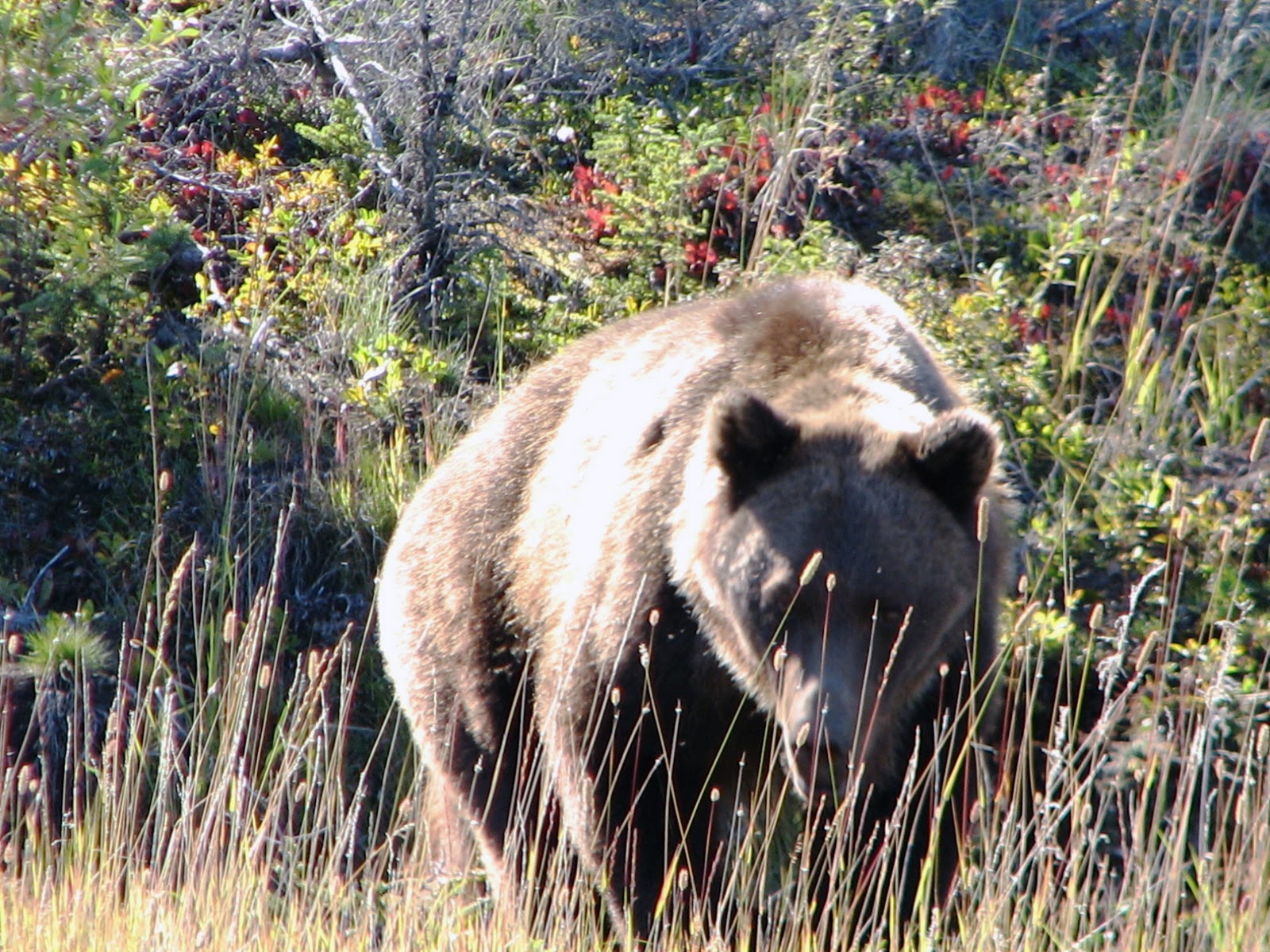 canada rencontre