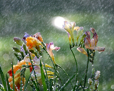 Aliento de la creación -  Frases Don Campbell - Flores, lluvia
