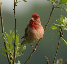 Common Rosefinch, Poland