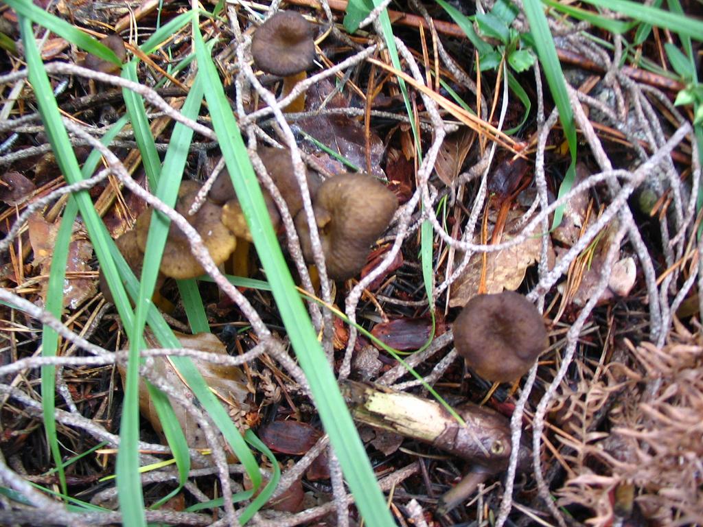 [chanterelles.JPG]