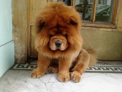 Lion Dog Breed