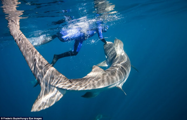swiming Tiger Sharks
