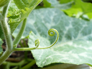 tendrils! tendrils!