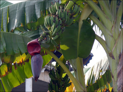 цветение банана