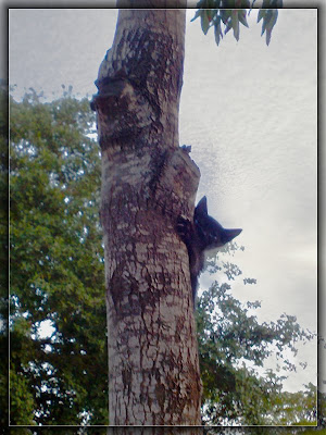котёнок на дереве