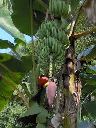 Filipino Subject: Alamat ng Saging