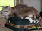 Cats wanting to travel.....