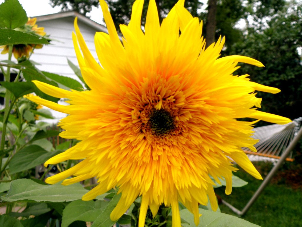 [puffysunflower.JPG]