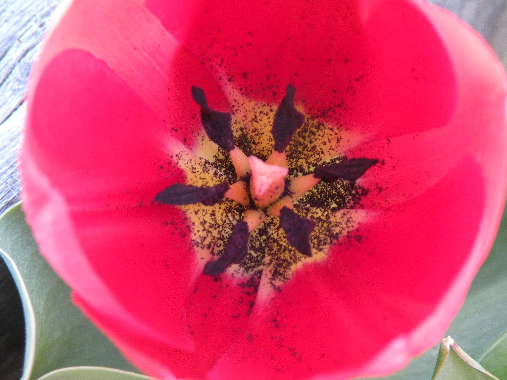 [Tulip.JPG]