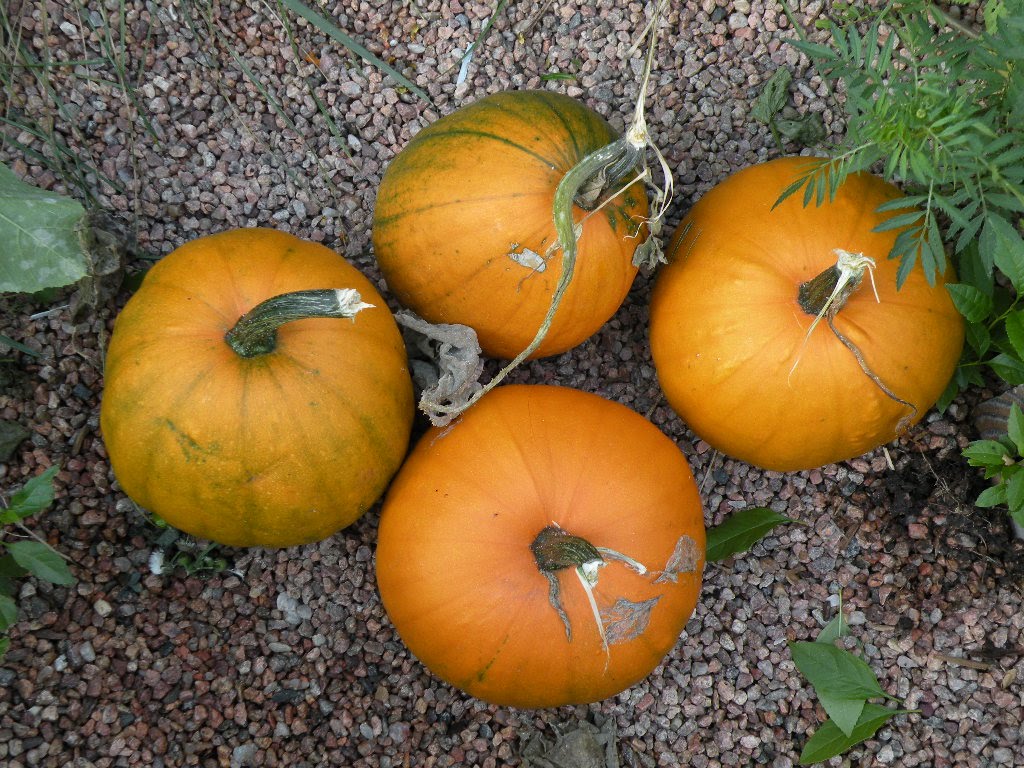 [earlypumpkins.JPG]