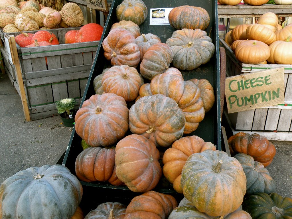 [Cheese+Pumpkin.JPG]