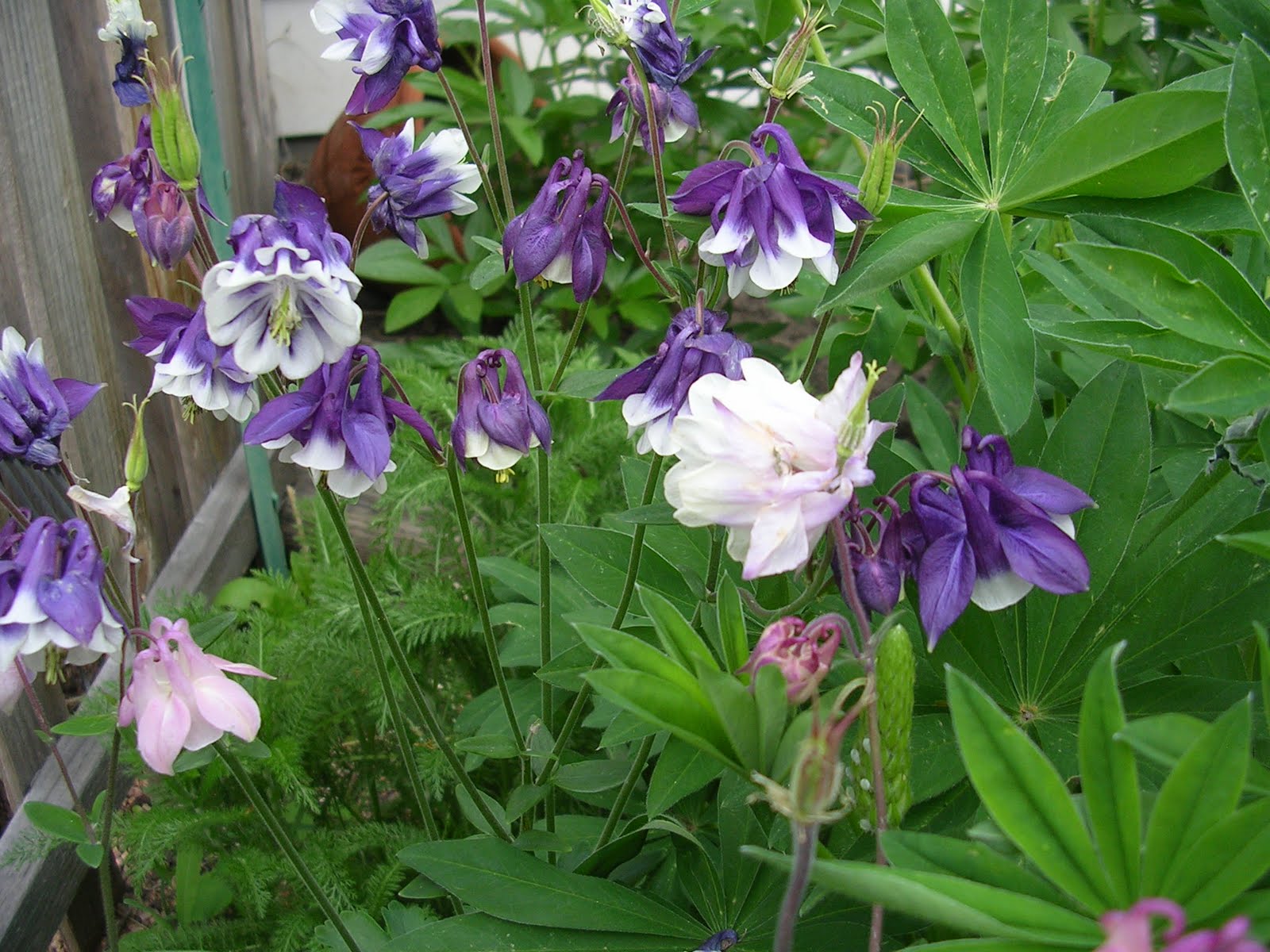 [Bell+flowers+and+lupine.JPG]