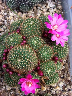 Rebutia Perplexa