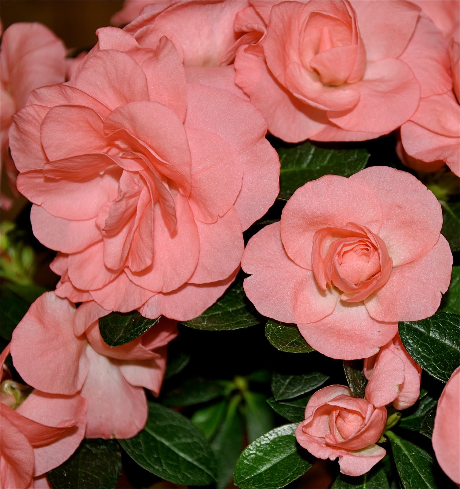 bloggernowandthen 'Keepsake Azalea', Rozalea® Coral (USPPAF), known